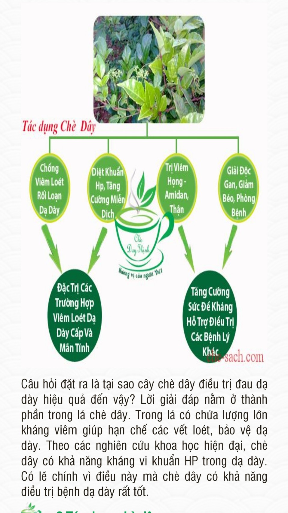CHÈ DÂY HỖ TRỢ DẠ DÀY 1KG