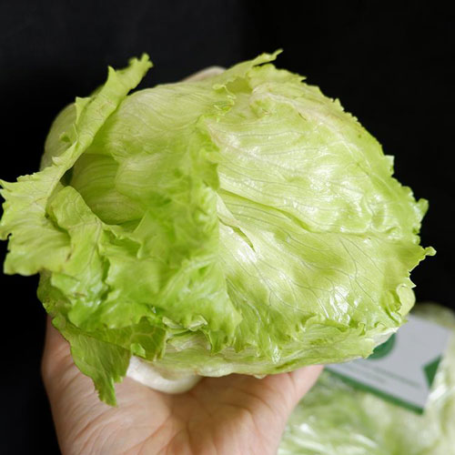 Hạt giống rau xà lách cuộn trắng - Gói 0.2gram