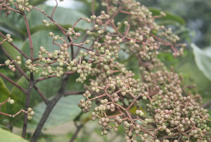HẠT MẮC KHÉN RỪNG TÂY BẮC