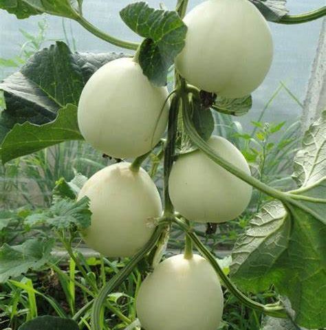 Hạt Giống Dưa Lê Bạch Tuyêt Quả Mọng (Gói 10 Hạt) - Dễ Trồng, Siêu Mọng