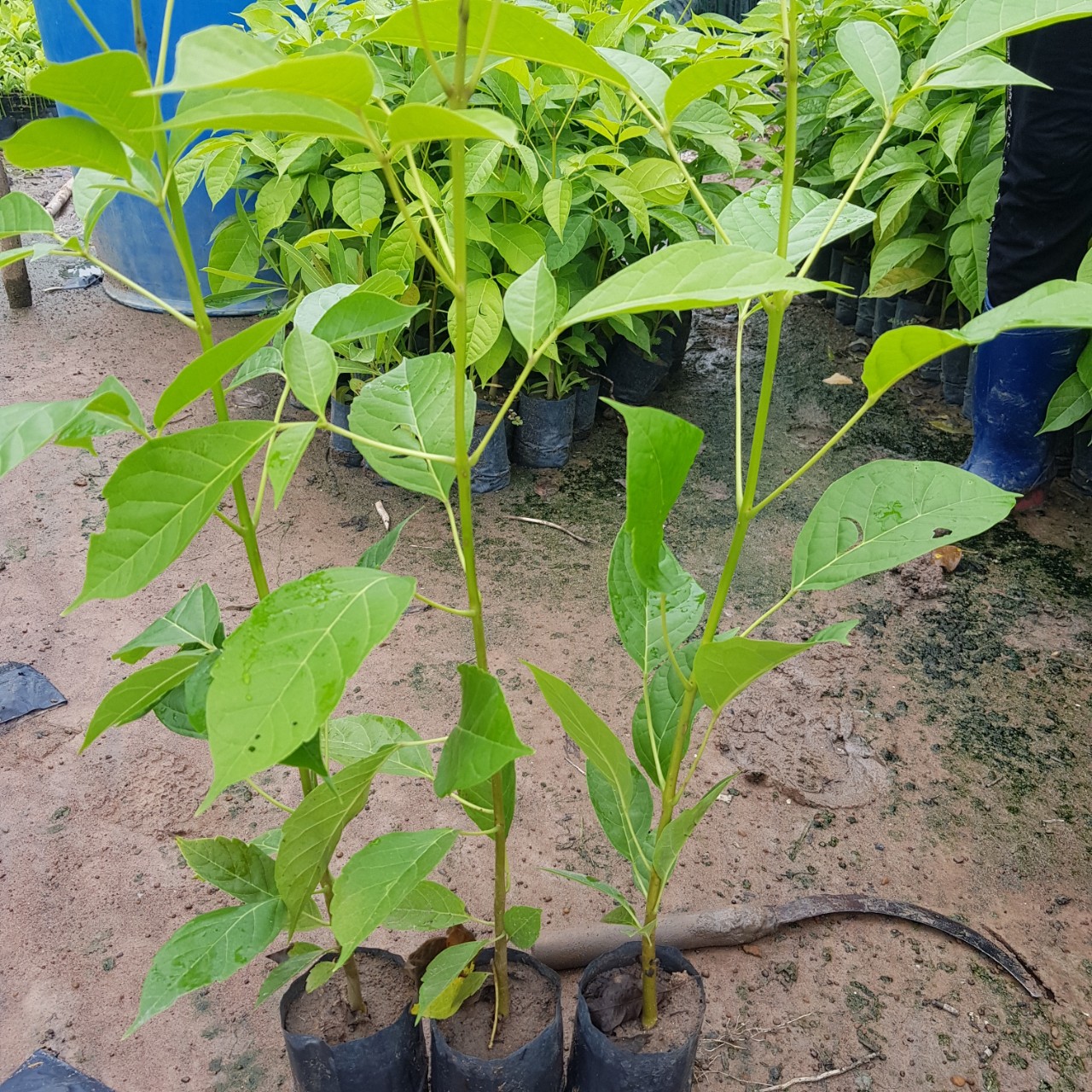 CÂY GIỐNG HOA MỸ NHÂN