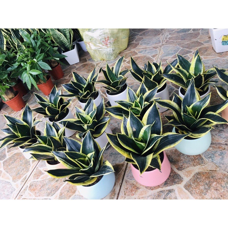 Cây LưỡI Hổ TháI Mini Size Để BàN ( LưỡI Hổ TháI LùN)