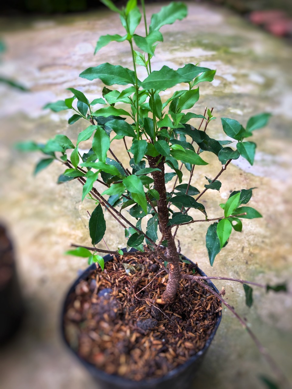Cây Hồng Ngọc Mai ( cây giống)