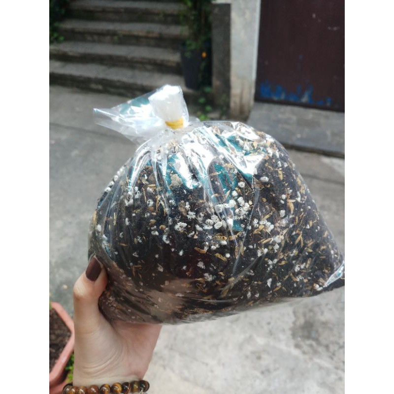 Đất trồng sen đá - xương rồng
