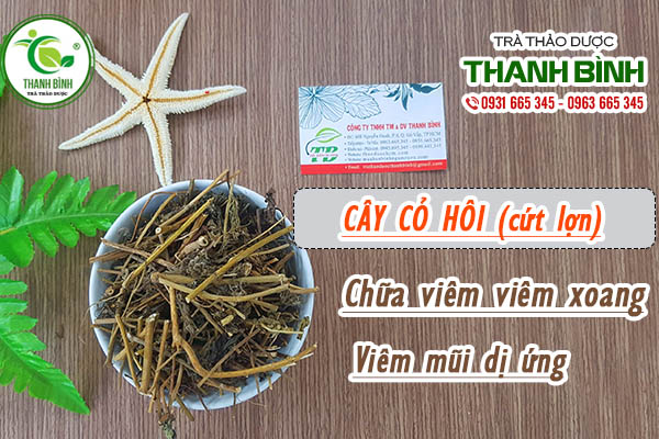 Cây Cứt Lợn ( Cây Cỏ Hôi ) Khô 1KG - Thảo Dược Thanh Bình
