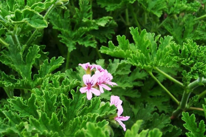 Chậu phong lữ hoa hồng có hương thơm đuổi muỗi hiệu quả - Rose scented Geraniums