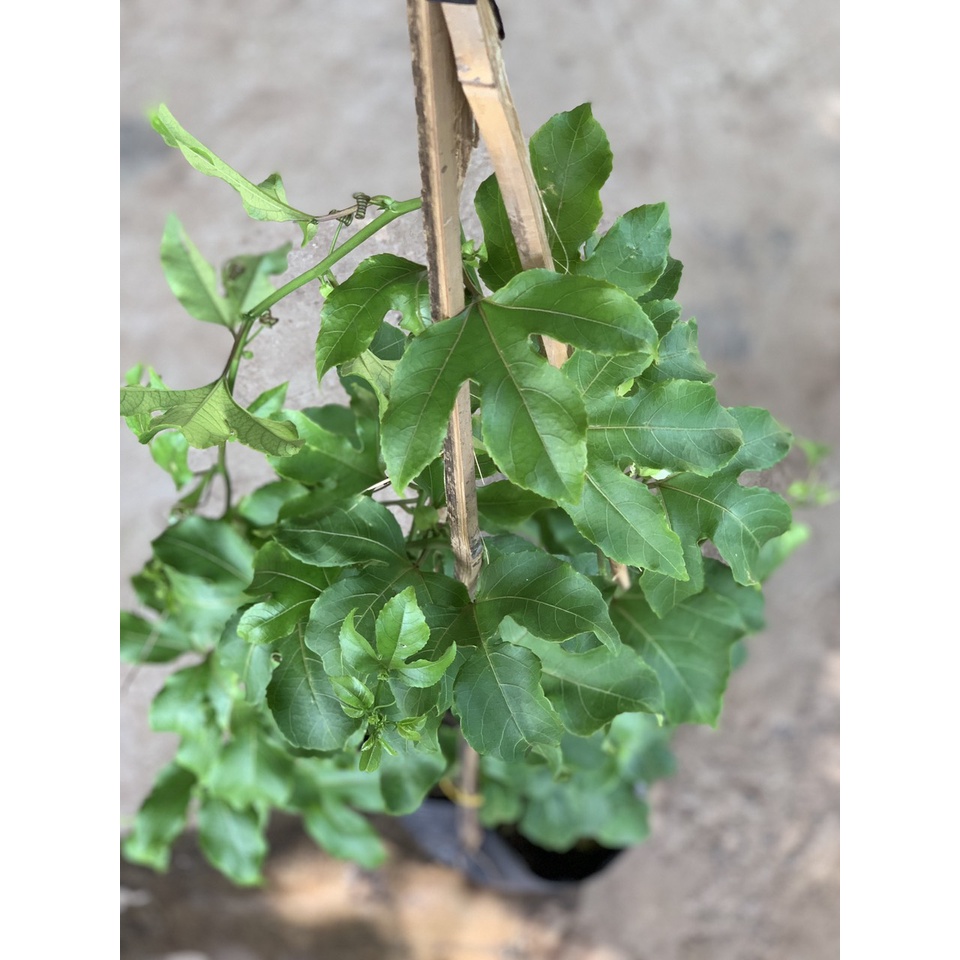 Cây chanh dây trưởng thành đang hoặc sắp cho hoa