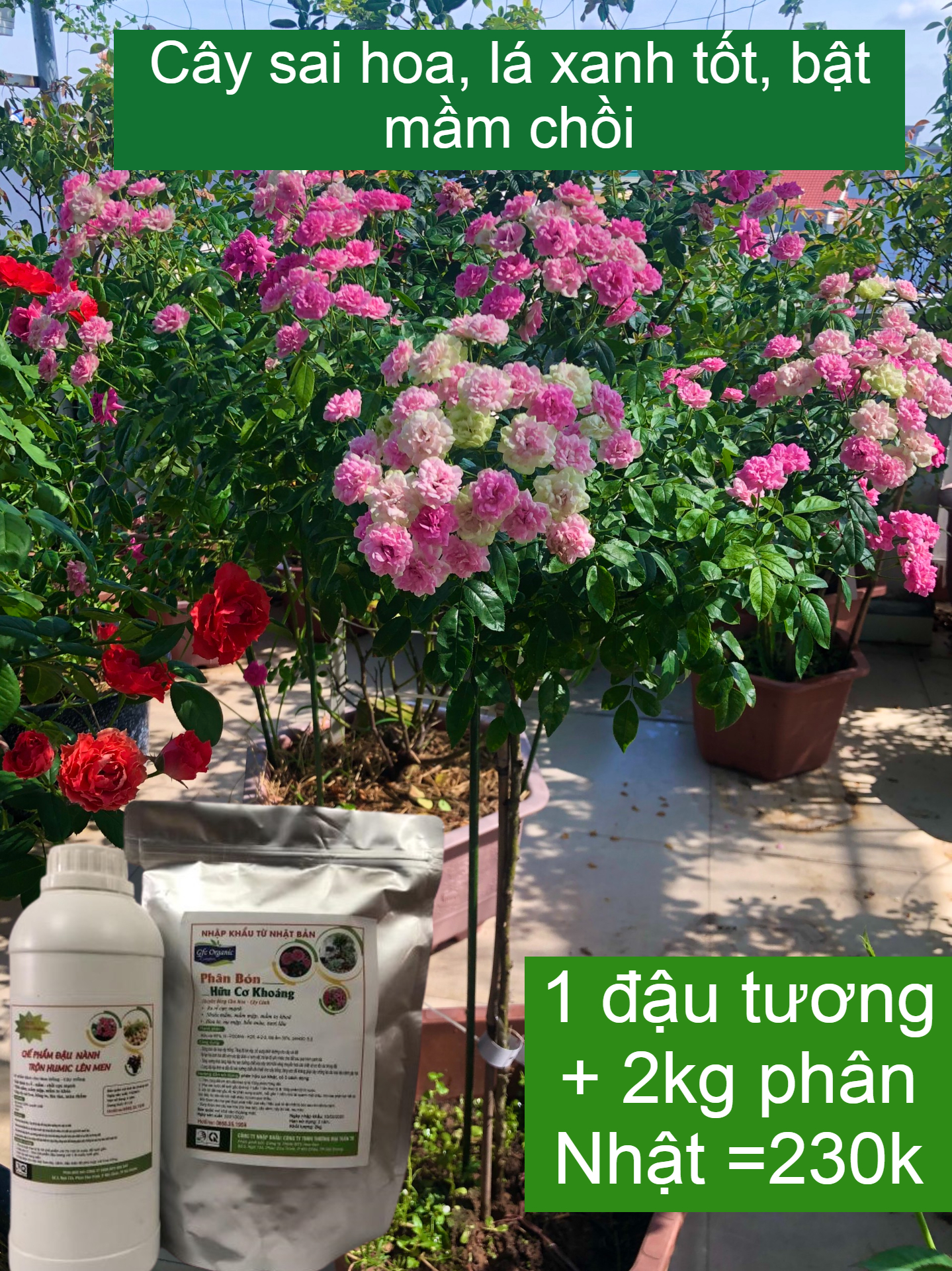 Chế phẩm đậu tương ủ Humic, chuối, trứng lên men (chai 1 lít)