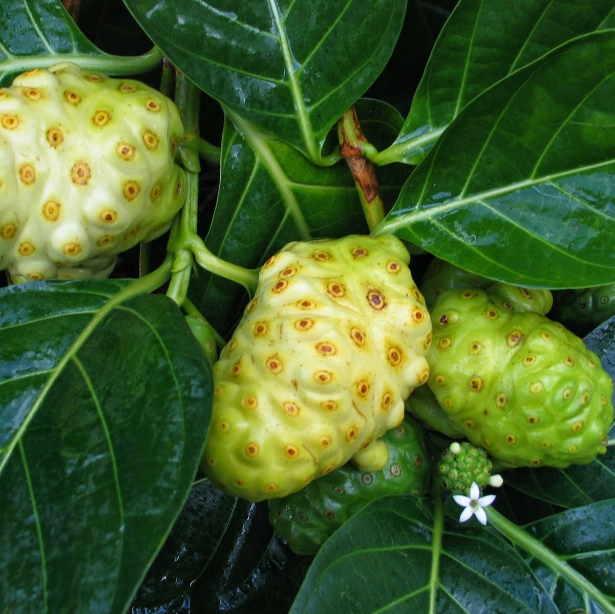 30 HẠT GIỐNG CÂY NHÀU (CÂY NHÀO)