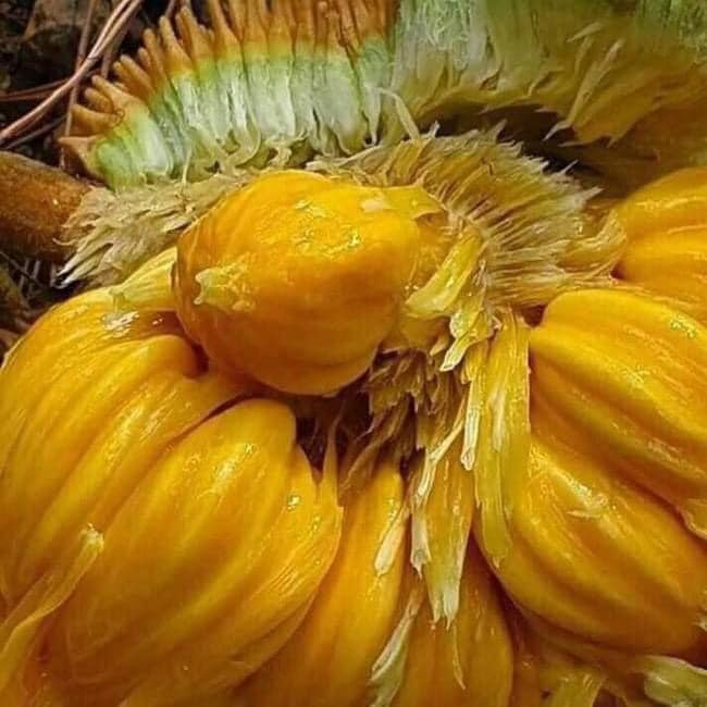 CÂY GIỐNG MÍT TÍ HON  ẤN ĐỘ - SIÊU TRÁI (cây giống có bảo hành )