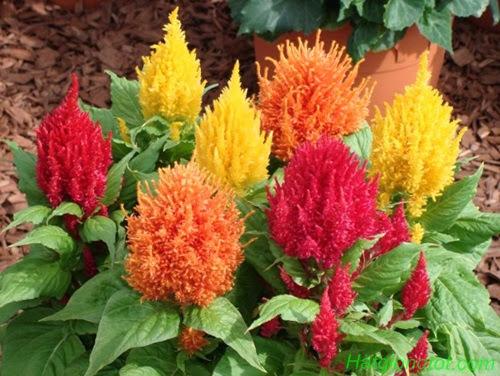 Multi-Colored Fire Cockatoo Flower Seeds (100 Seeds/Package)