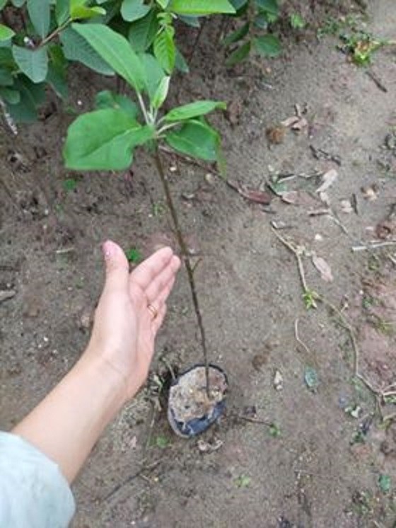 CÂY GIỐNG TÁO ĐỎ LÙN BONSAI