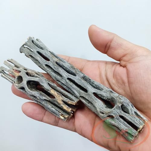 LŨA XƯƠNG RỒNG STAGHORN CHOLLA CACTUS WOOD