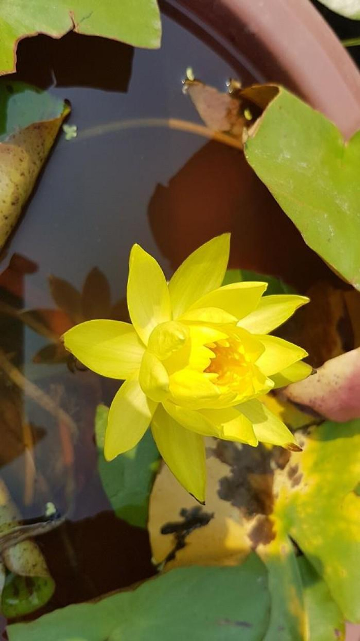 Hoa Súng Thái Hoa vàng Pinwaree