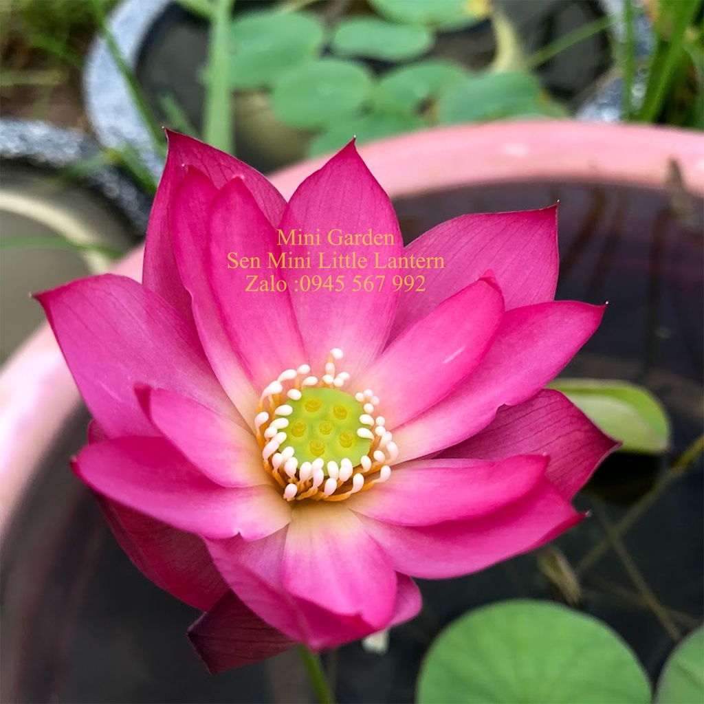 Củ Giống Hoa Sen Mini Nhật Little Lantern.