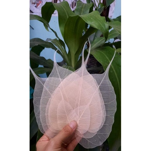 Sét 10 XƯƠNG LÁ BỒ ĐỀ size trung 11cm-13cm