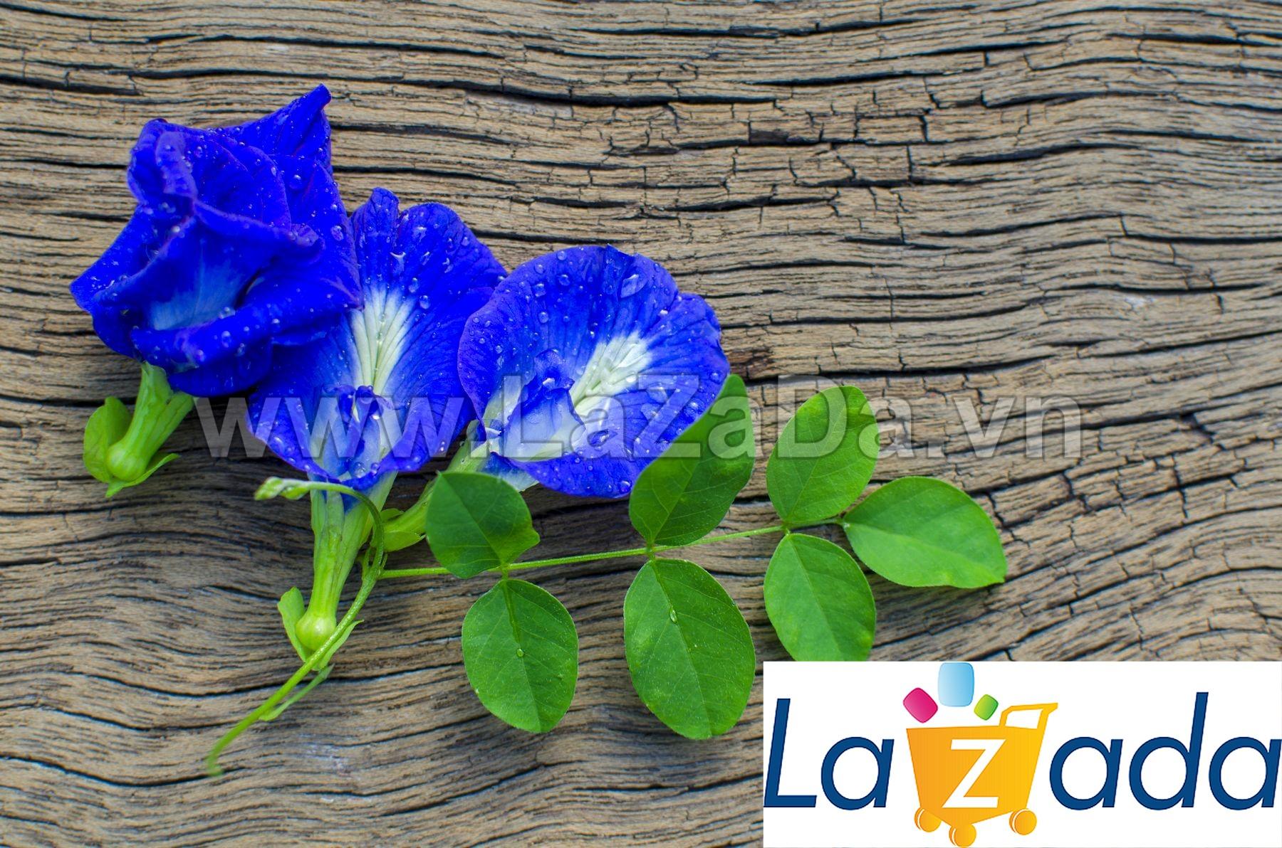 20h Hạt Giống Hoa Đậu Biếc (C6.103| -KD: B30*V41*M021)