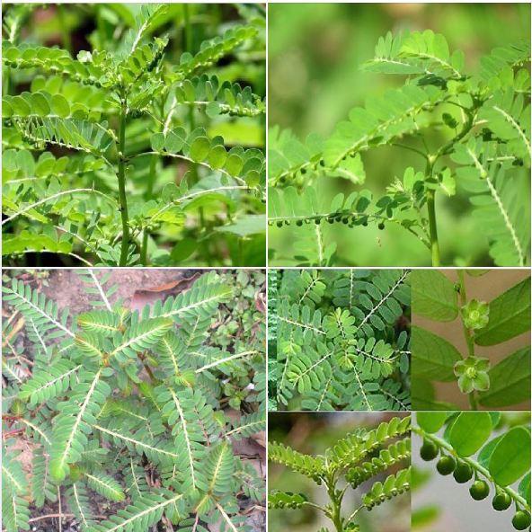 Cây giống Hạ Diệp Châu