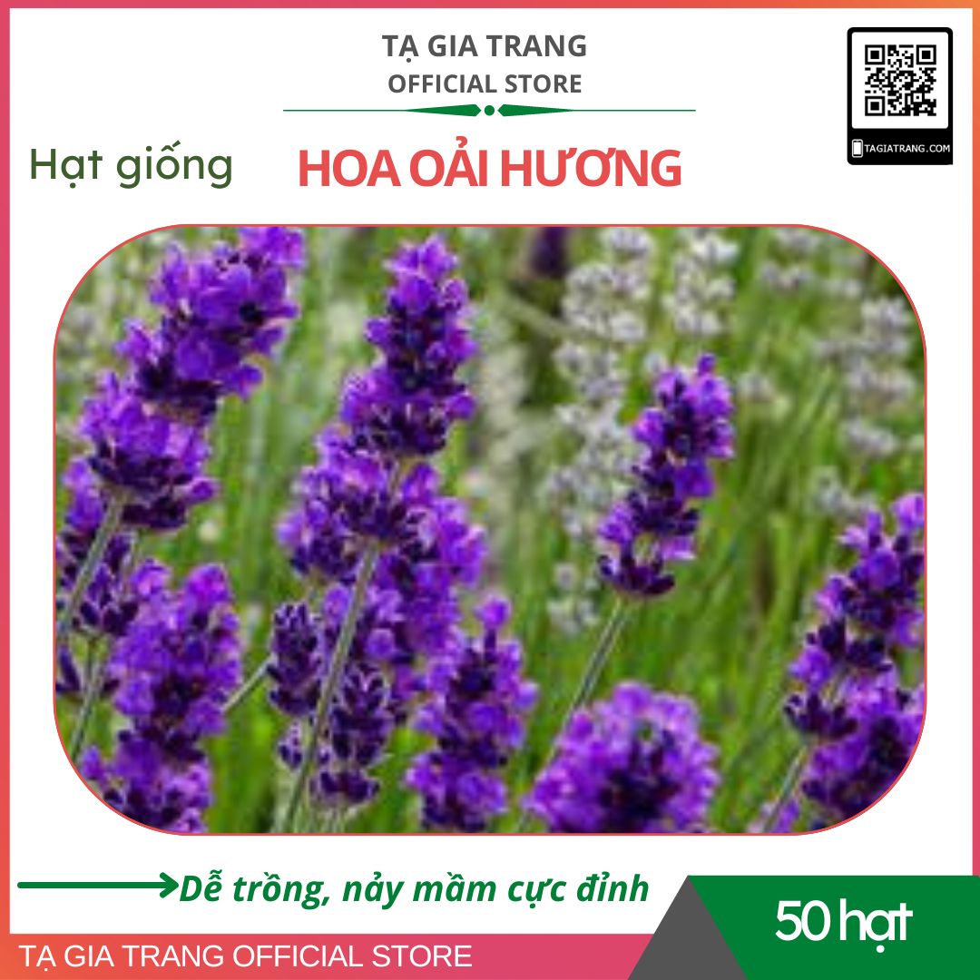 Hạt giống hoa oải hương lavender - Gói 50 hạt