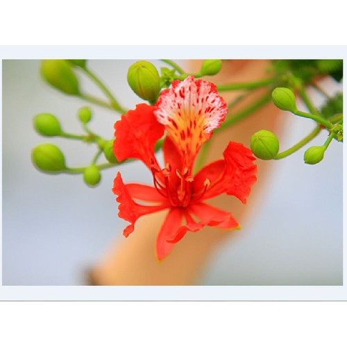 "Gói 5 Hạt " Hạt giống hoa phượng vĩ  đỏ