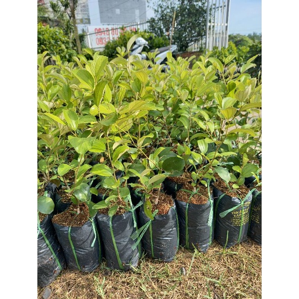cây giống táo thái mau trái