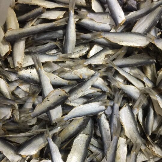 1kg Cá trích khô Đặc sản Phú Yên