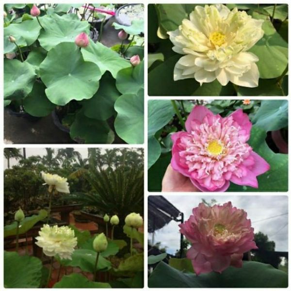 Hạt Giống Hoa Sen Bách Diệp Combo 5 Hạt