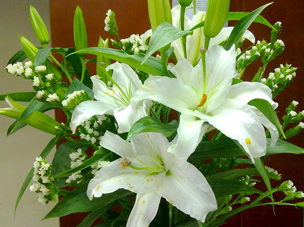 CỦ HUỆ TA TRẮNG THƠM