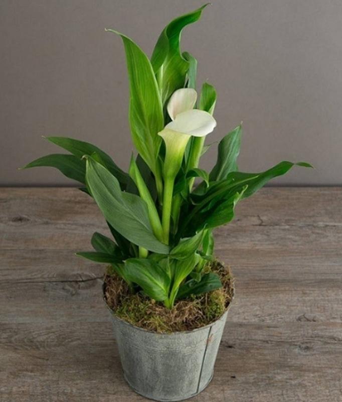 Hạt giống hoa rum