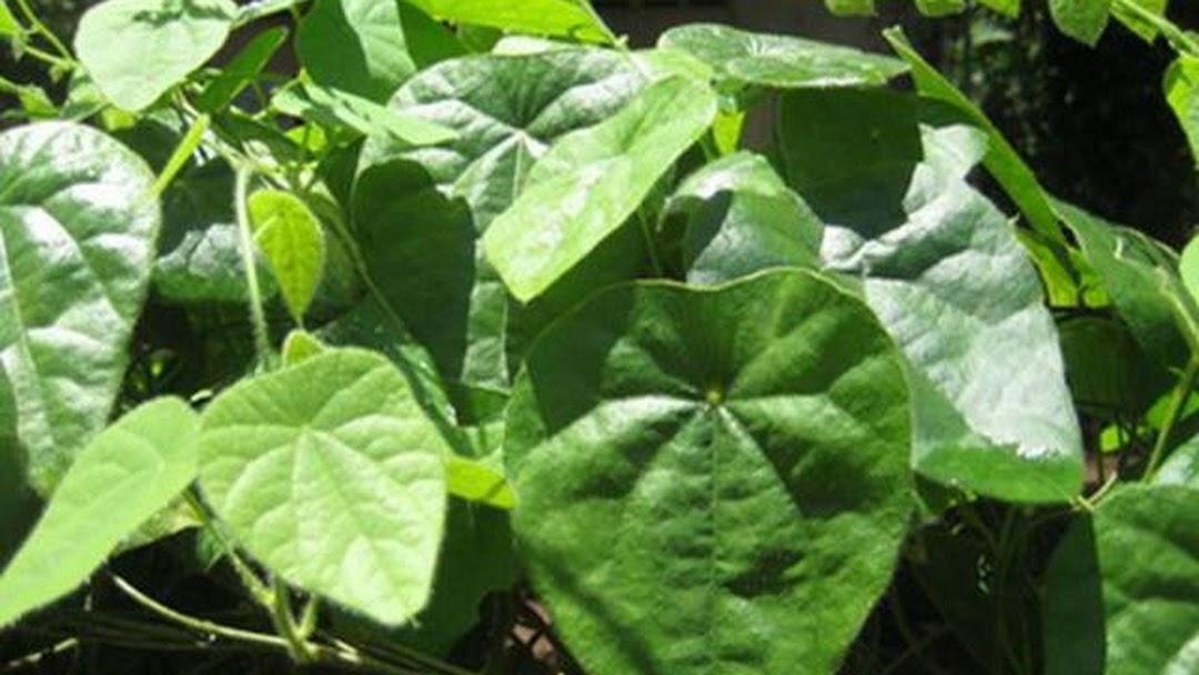 Cây Sâm Lông Lớn