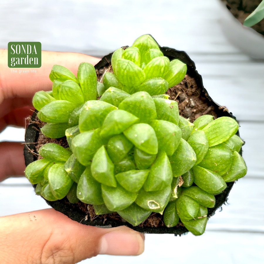 SEN ĐÁ NGỌC LÁ BÉ SIZE BÉ KHOẺ ĐẸP LỖI 1 ĐỔI 1