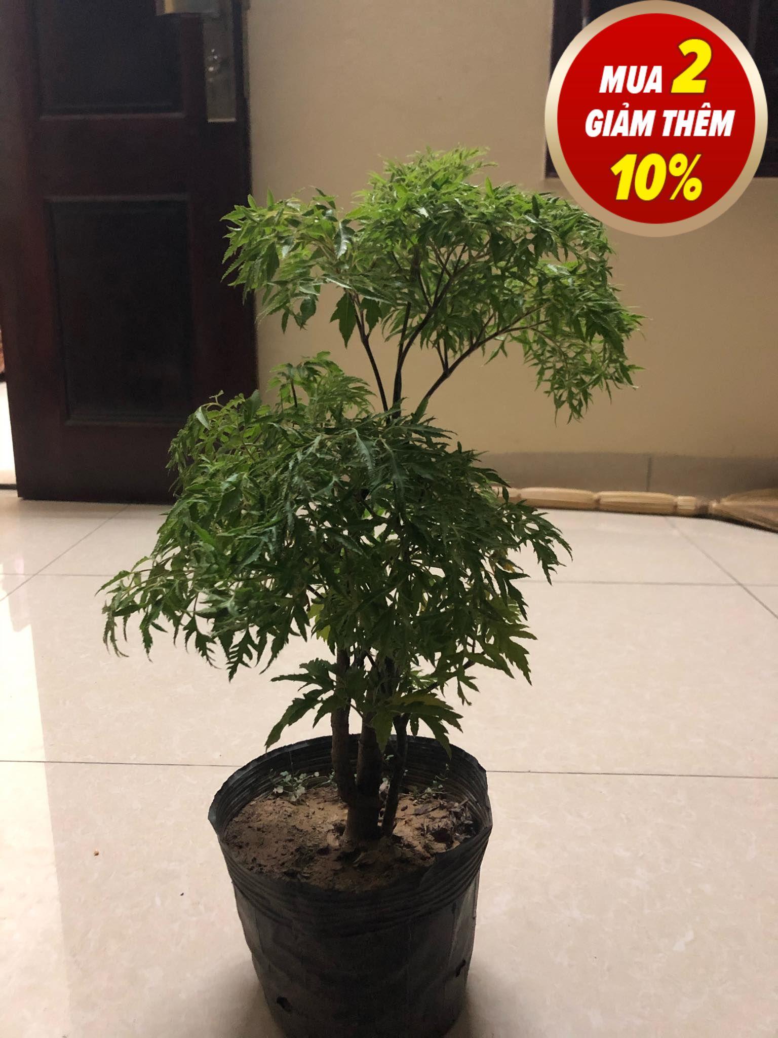 Cây đinh lăng nếp lá nhỏ,giá trị cao,dễ trồng