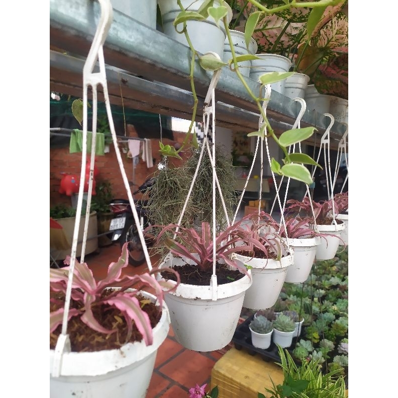 Dứa tiểu phụng hồng chậu treo size lớn