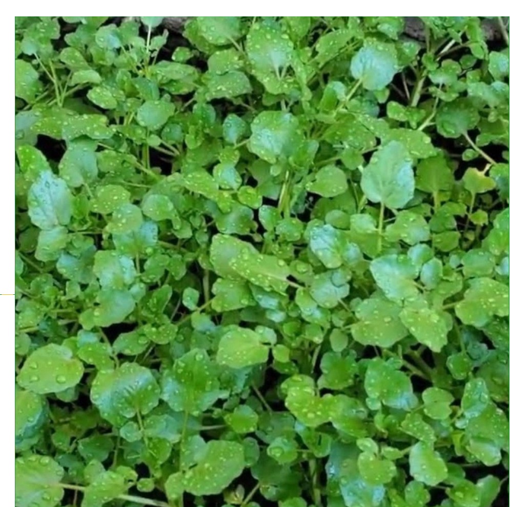 HẠT GIỐNG RAU CẢI XOONG DỄ TRỒNG