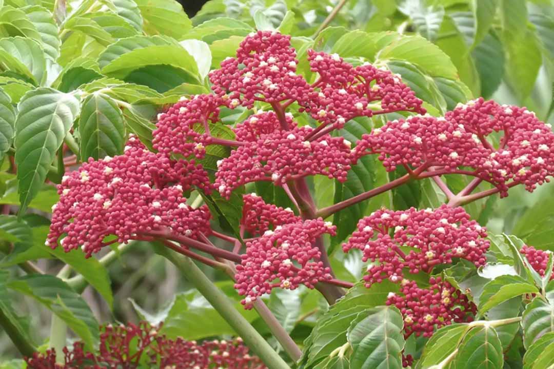 Cây giống gối hạc