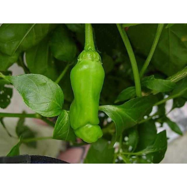 30 Hạt Giống Ớt Cu Tý