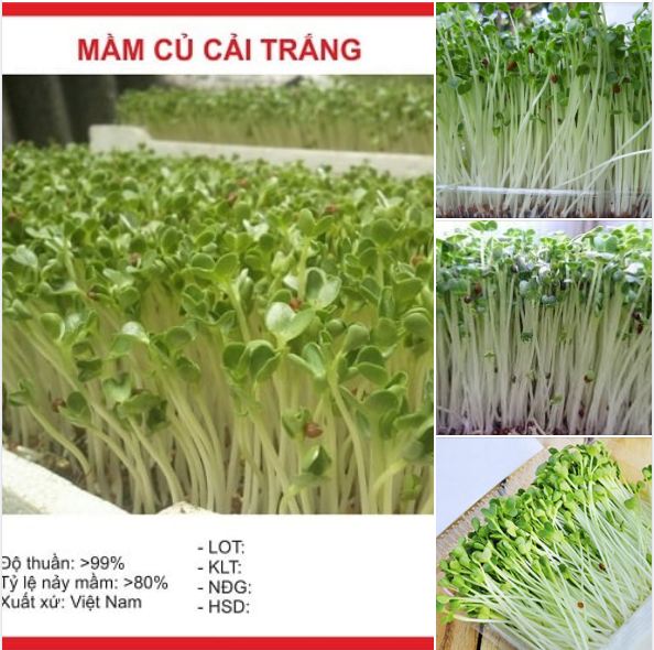Hạt giống Mầm củ cải trắng – Gói 50g