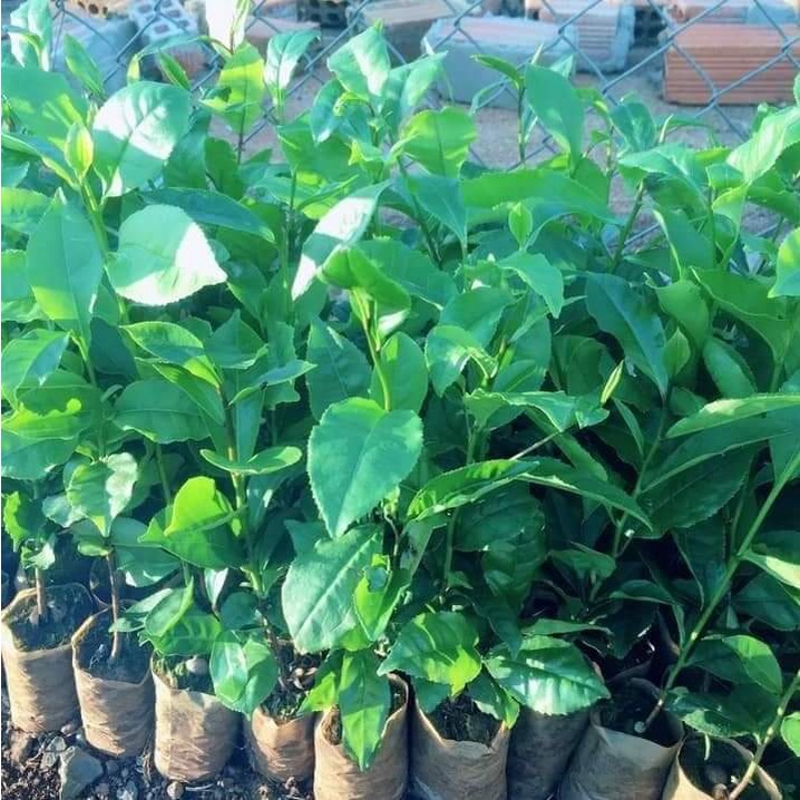 Cây chè xanh thái nguyên f1 _cây giống miền tây nguyên