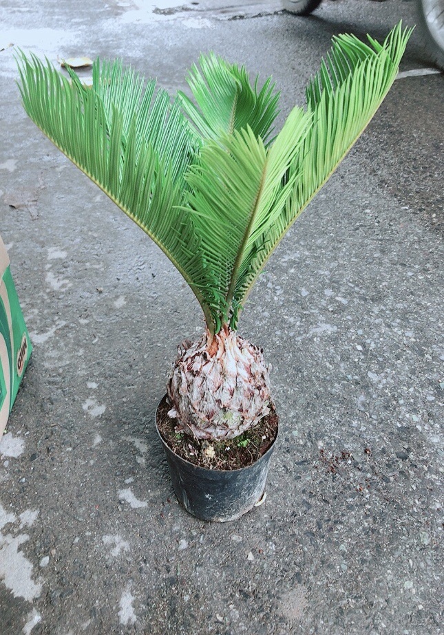 Chậu Vạn Tuế