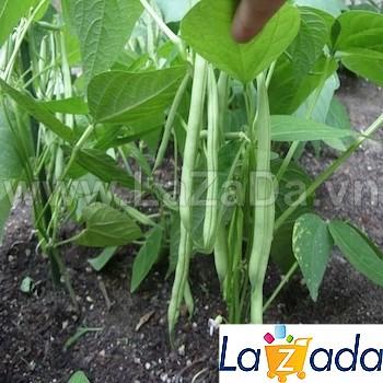 20Gr Hạt Giống Đậu Cove Leo Hạt Đen (A1.201| W1*W23*M035)