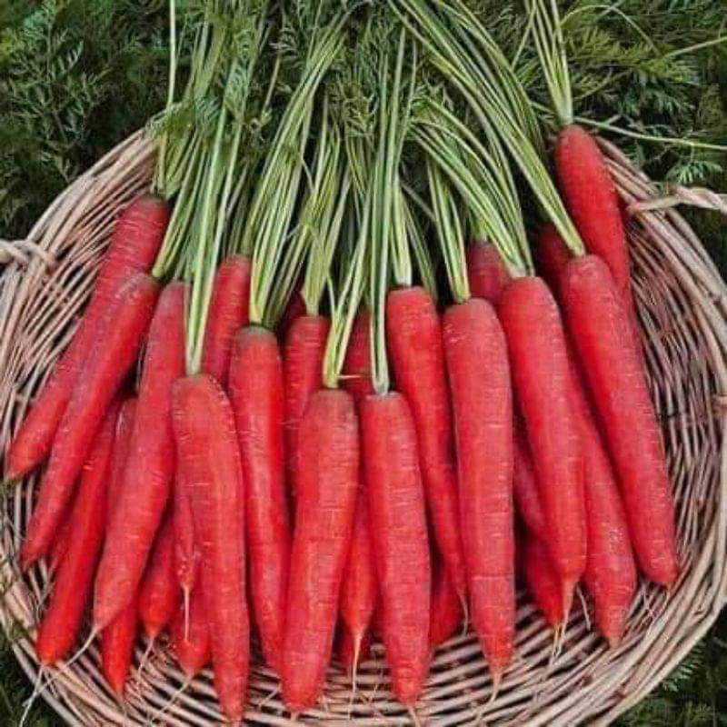 Hạt giống cà rốt đỏ Rạng Đông