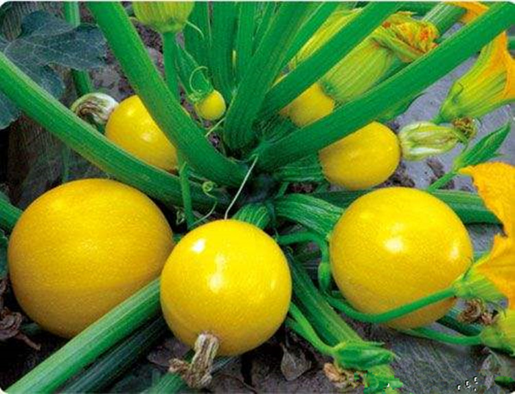 Hạt Giống Bí Ngòi Tròn Vàng - 2gram (15 Hạt )