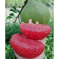 sản phẩm Bưởi đỏ Thái Lan