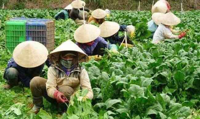 Hạt Giống Rau Chân Vịt (Cải Bó Xôi) - 20gr