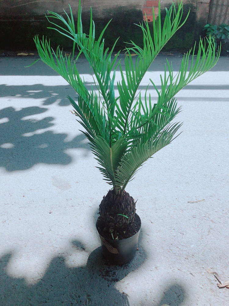 Vạn Tuế Kèm Chậu Sứ