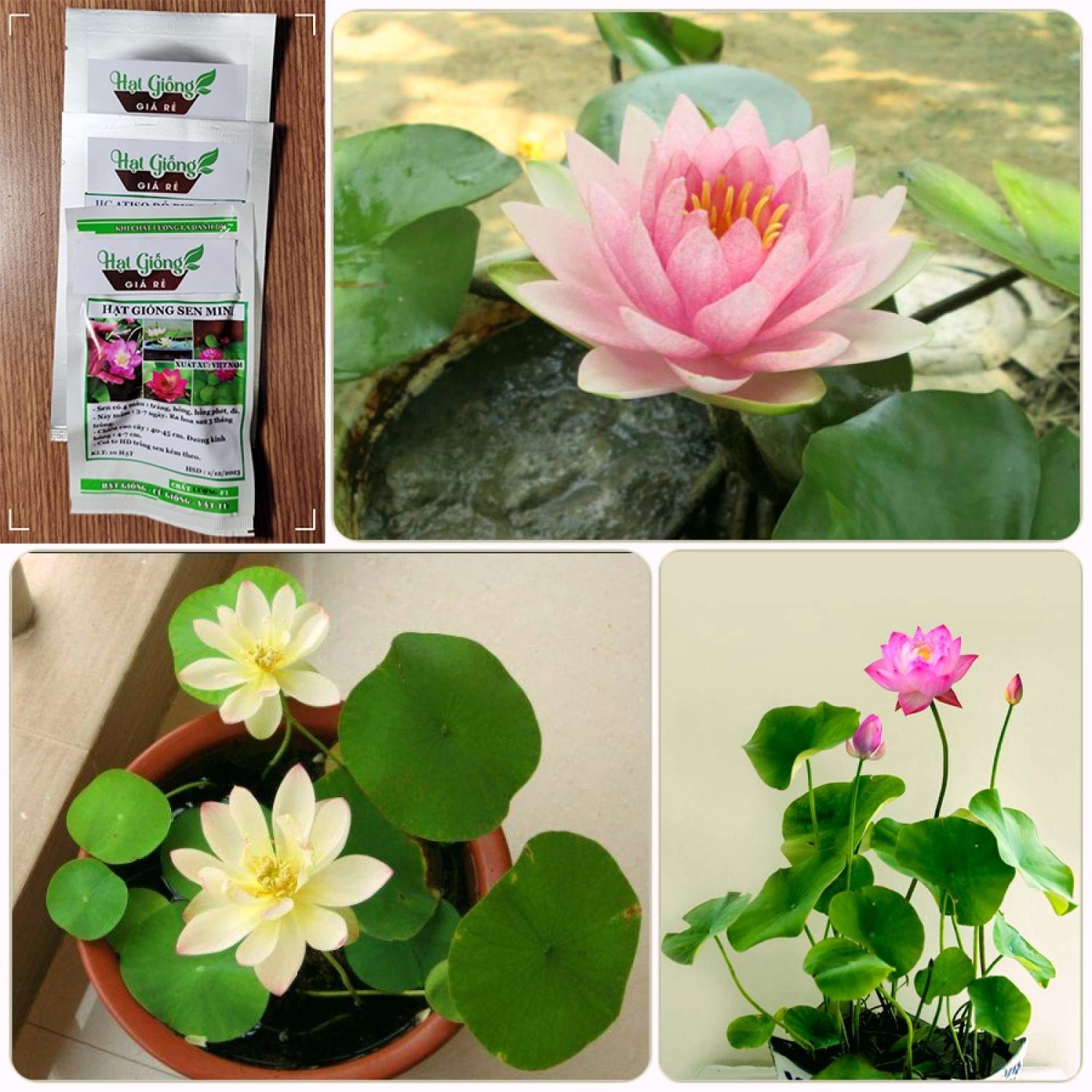 Hạt giống Sen Nhật Mini (Hàng Chọn Tốt) - Đã Cắt Đầu - (Tự Chọn Màu) - Bao nảy mầm (Quy cách 1 hạt)