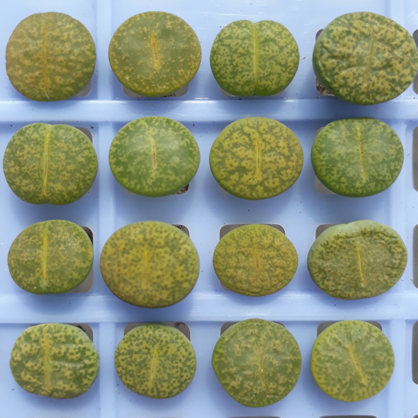 [HCM]1 Sen Mông Xanh Dòng Albinica Size 1.2 - 1.5cm (Sen Mông/Lithops/Thạch Lan)