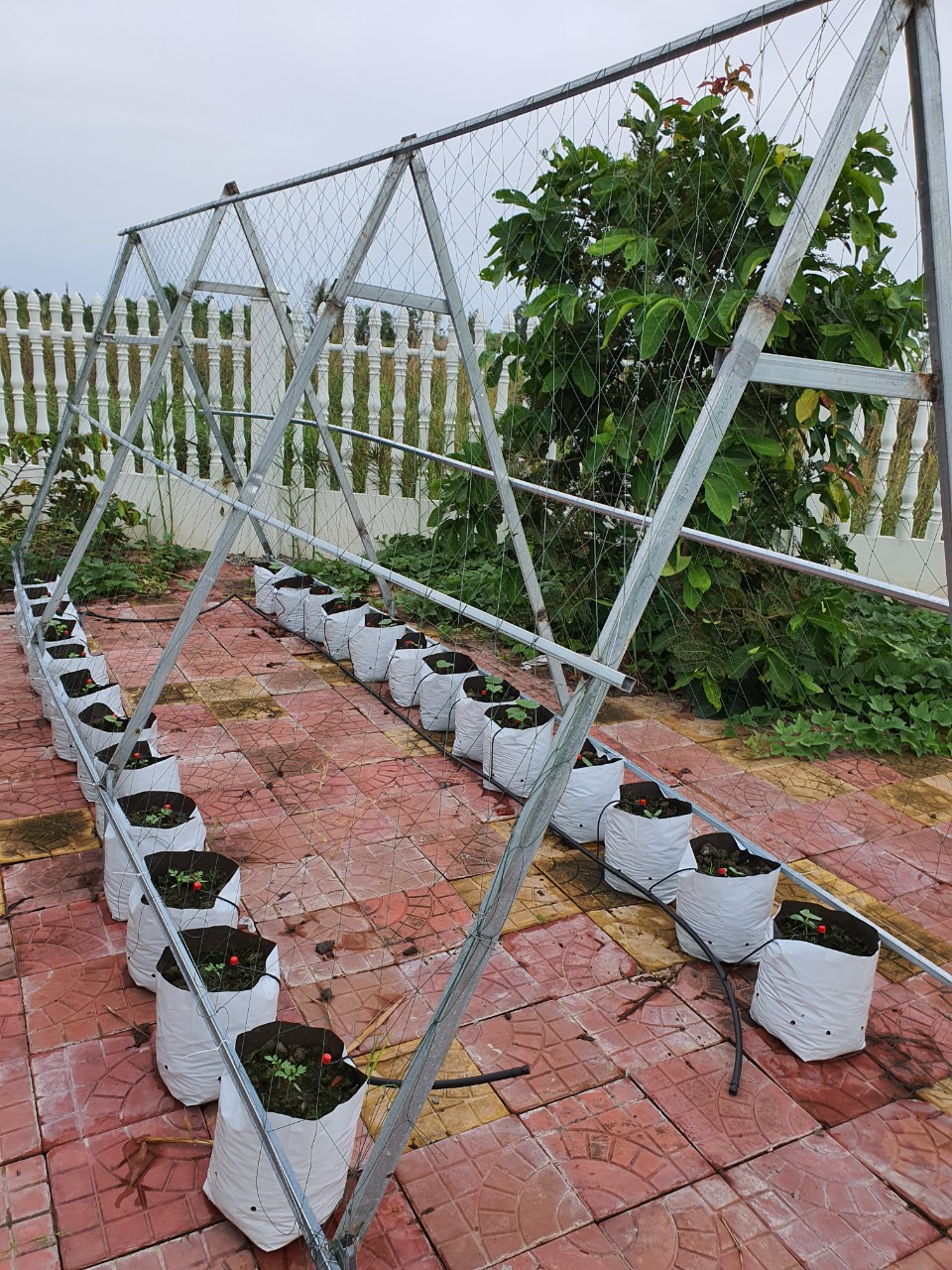 Túi PE trồng cây 2kg