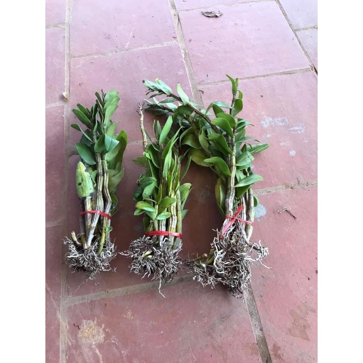Hoa Lan đuôi công đột biến(1 bó) HOA TẾT