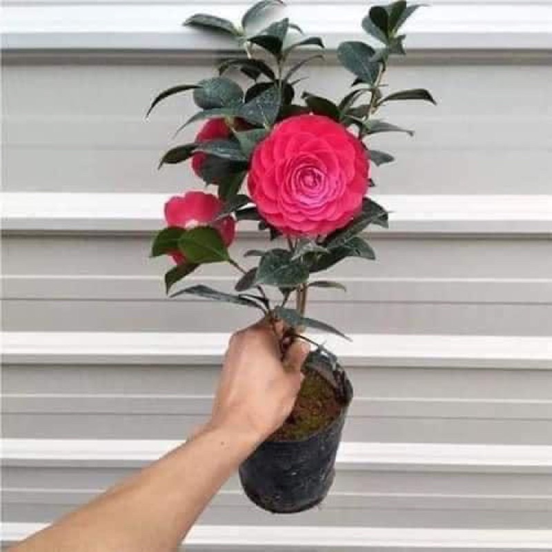 [Mã LIFE151015K giảm 10% đơn 0Đ] Cây hoa trà my tứ quý(1 bầu cây